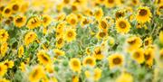 A field of sunflower at Writtle Sunflowers in Essex