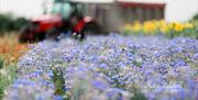 A tractor and trailer at harvest time driving past the sunflowers and cornflowers at Writtle Sunflowers in Essex