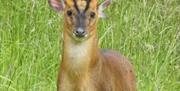 Wildlife at the Royal Gunpowder Mills - Muntjac and Magpie