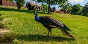 Photo of a peacock