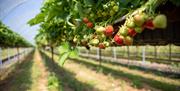 PYO Strawberries Cammas Hall Farm