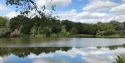 Old Hall Pond, Thorndon Country Park