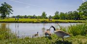 Geese swimming in Serpentine Lake, which sits behind Hylands House.