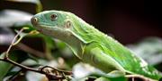 Fiji banded iguana at Colchester Zoo (2021)