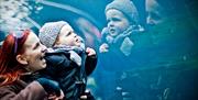 Lady and child looking at sea lion