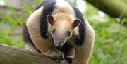 Southern tamandua at Colchester Zoo (2021)