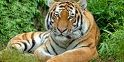 Amur tiger at Colchester Zoo (2021)