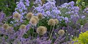 Three Layers of purple plants: Campanula lactiflora 'Prichard's Variety', Nepeta racemosa 'Walkers Low'and Allium 'Jackpot'