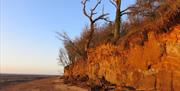 Cudmore grove sandy wall