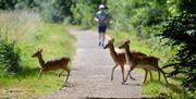 A runner approaches a family of deer running across a path in Epping Forest.