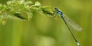 Dragonfly Trail