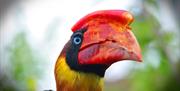 Hornbill at Colchester Zoo (2020)