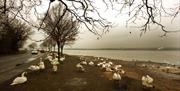 Manningtree Swans