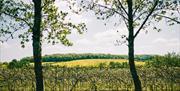 Panoramic scenery from Saffron Grange vineyard.