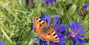 Butterfly Maldon wick meadow