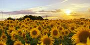 Sunflower field at sunset at Writtle Sunflowers