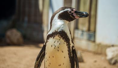 Humboldt Penguin