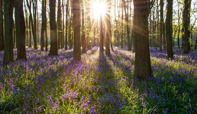 Spring Bluebells