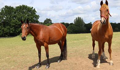 Two chestnut-coloured horses in their grass paddock. Trees, blue skies and clouds line the background of the photo. The horse on the left has a white mark on its forehead, black mane and tail, nose and hooves. The horse on the left is much taller and bit