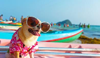 Pet friendly rooms at Holiday Inn Southend