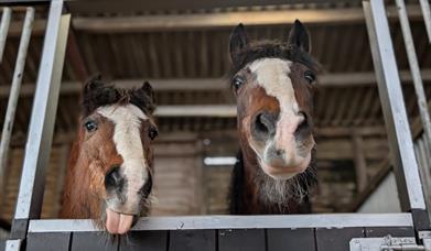 Two ponies in a stable. Both are brown with a thick white stripe down their face. The pony on the left is sticking its tongue out!