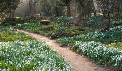 Snowdrops in bloom in Myddelton House Gardens' Alpine Meadows