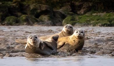 Seal Watching Trips, Harwich