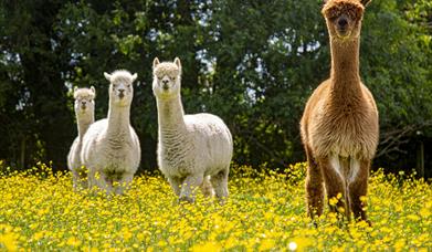 Hopefield Animal Sanctuary