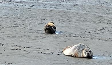 Charter Discovery - Seal Watching & Wildlife Trips