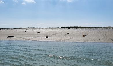 Charter Discovery - Seal Watching & Wildlife Trips