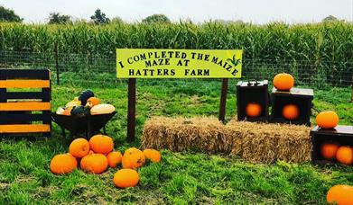 Hatters Farm Pumpkins