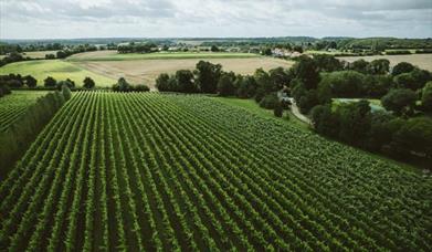 Vineyard Tour and Tasting