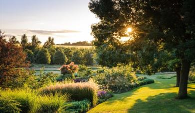 The setting sun setting through the trees illuminating the flower beds