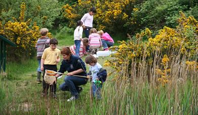 Pond Dipping