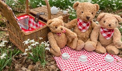 Teddy Bears Picnic Family Staycation