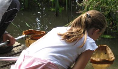 Hanningfield Pond Dipping