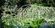 Myddleton Gardens' Kitchen Garden Myddleton Gardens' Kitchen Garden