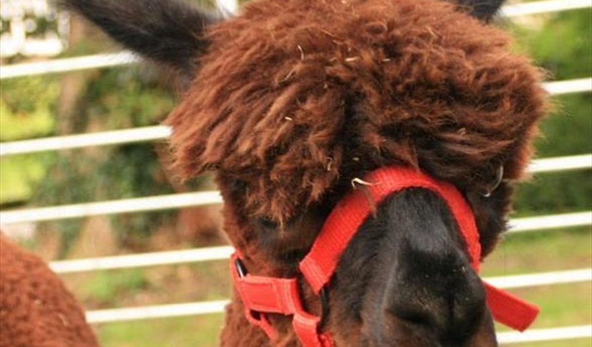 Picture of alpaca