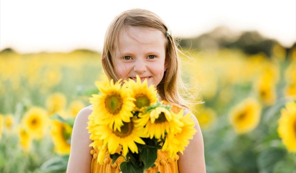 Small child with bunch of sunflowers at Writtle Sunflowers in Essex