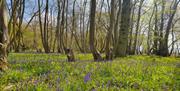 Bluebells in Cammas Wood