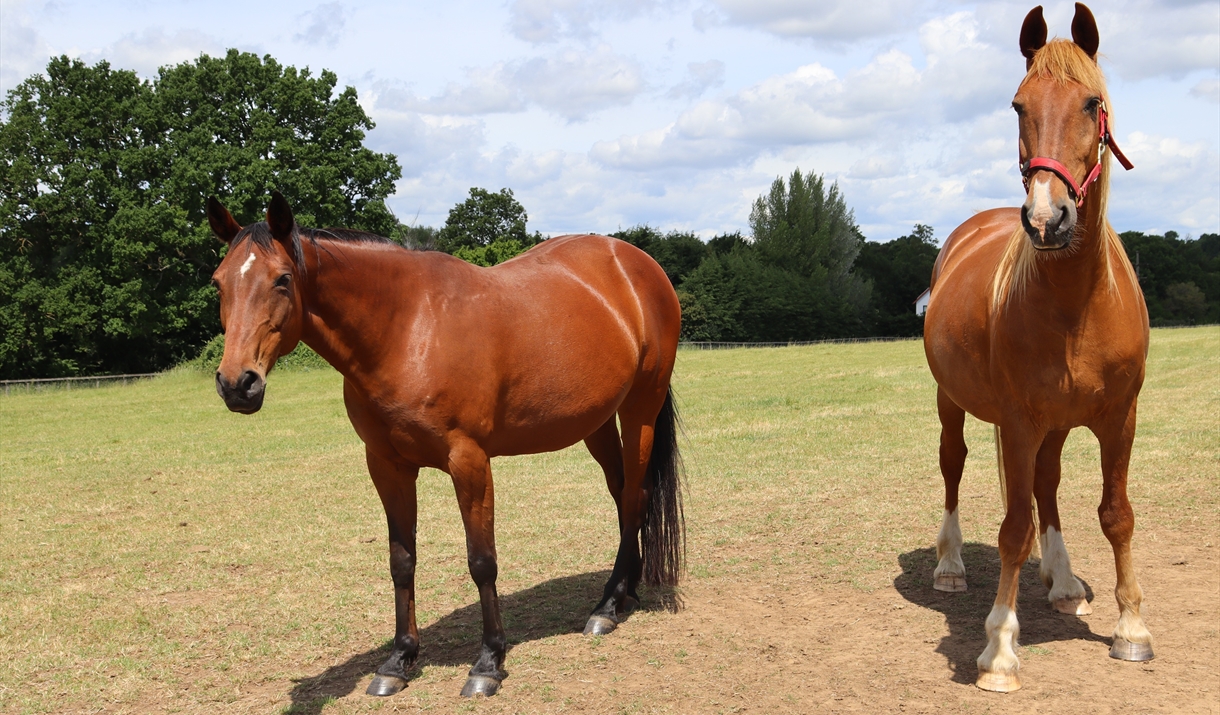 Two chestnut horses standing in their grass paddock.
The horse on the left has a white mark on its forehead, black mane, tail and hooves. The horse o Two chestnut horses standing in their grass paddock.
The horse on the left has a white mark on its forehead, black mane, tail and hooves. The horse o