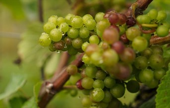 Galleywood Vineyard and Winery