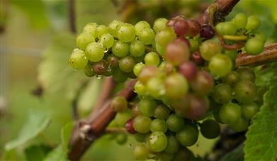 Galleywood Vineyard and Winery