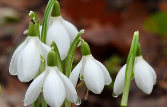 NGS Snowdrops Opening
