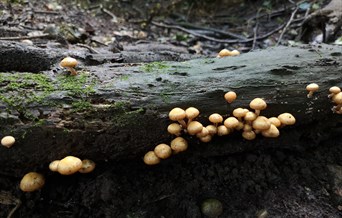 Workshop: Familiar Fungi for First timers