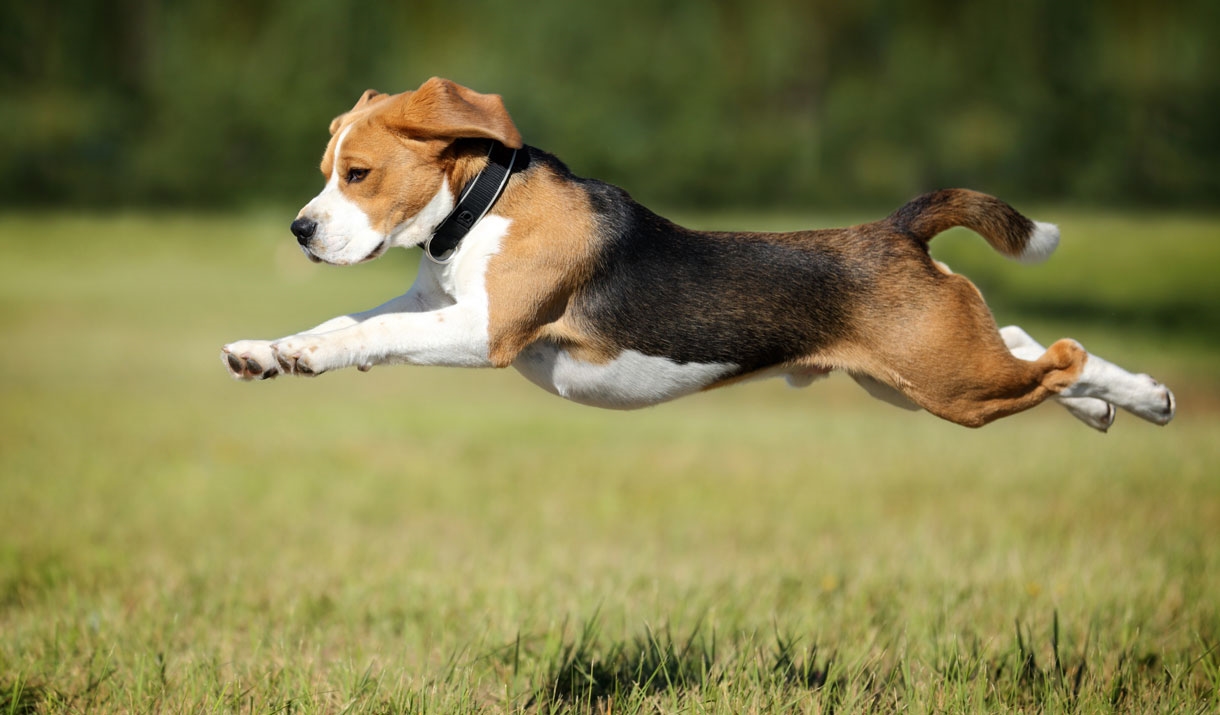 Dog Activity Trail at Thorndon Country Park