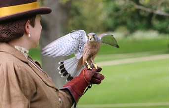 Harvest Falconry at Audley End