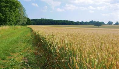 Essex Way Stage 6 - West Bergholt to Mistley Heath