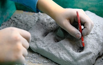 A child dusts an imitation fossil with a brush.