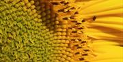 Close up of a sunflower at Writtle Sunflowers